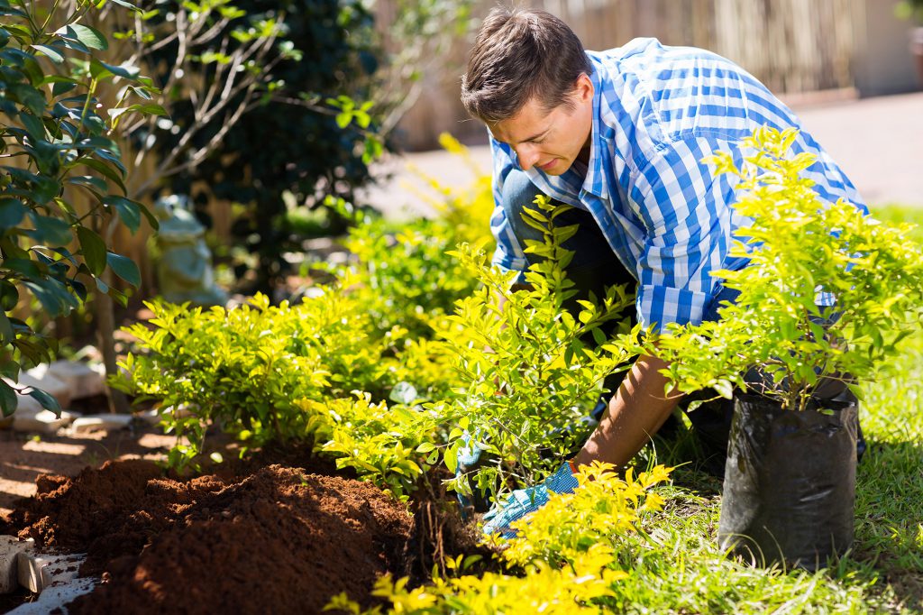 WHEN IT IS THE RIGHT TIME TO PRUNE YOUR TREES.